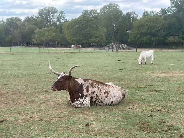 2160 County Road 4371, Decatur, TX 76234