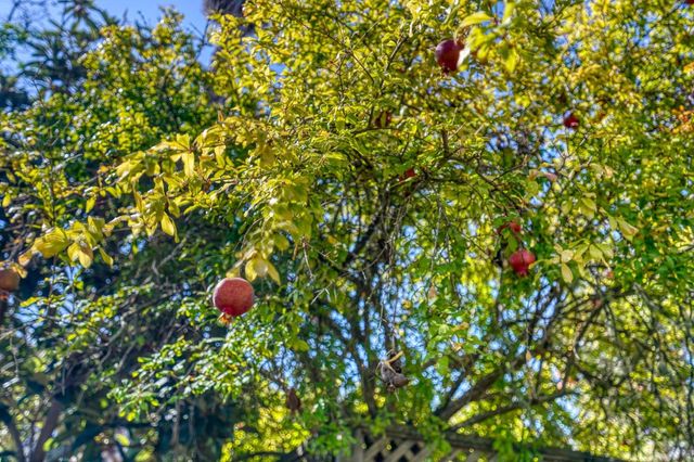 11583 Upland Way, Cupertino, CA 95014