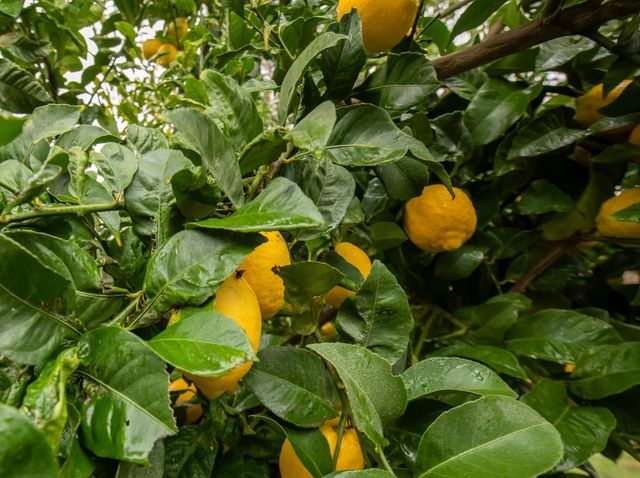 1890 N Hornet Avenue, Clovis, CA 93619