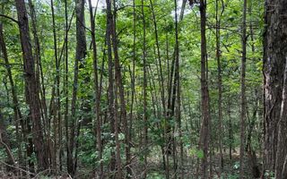 0 Bluffs Of Cartecay, Ellijay, GA 30536