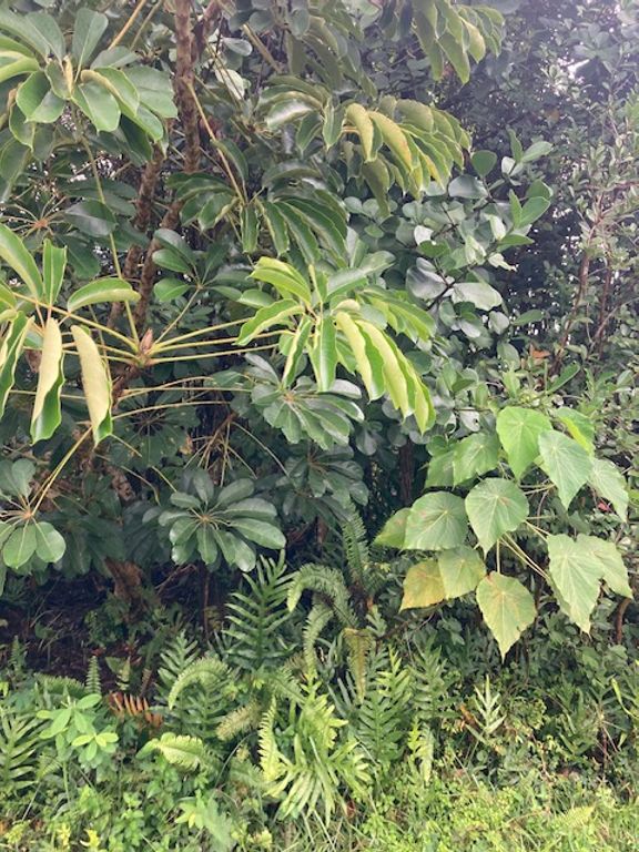 Image 1 of property listing at KAKU ST, Pahoa, HI 96778