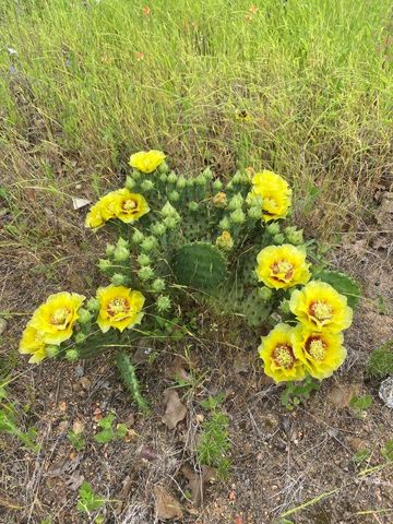 538 Cottletown RD, Smithville, TX 78957