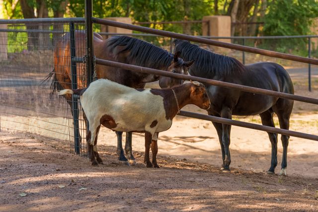 26 Schmittle Road, Socorro, NM 87801