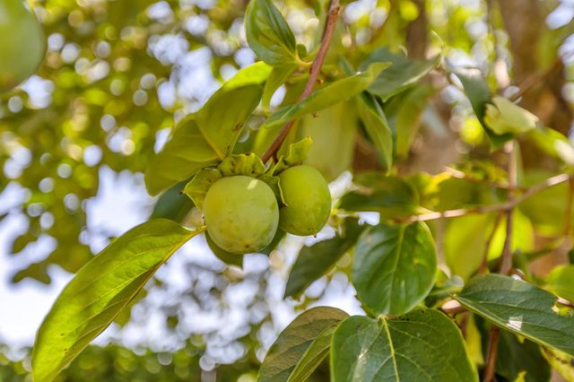 6947 Wolfgram Way, Sacramento, CA 95828