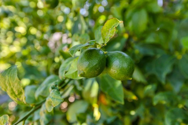 6947 Wolfgram Way, Sacramento, CA 95828