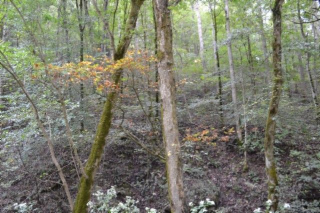 0 Campbell Hill Rd, Gainesboro, TN 38562