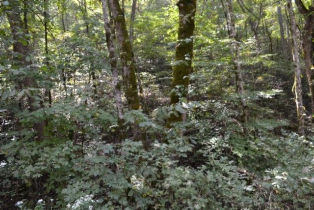 0 Campbell Hill Rd, Gainesboro, TN 38562