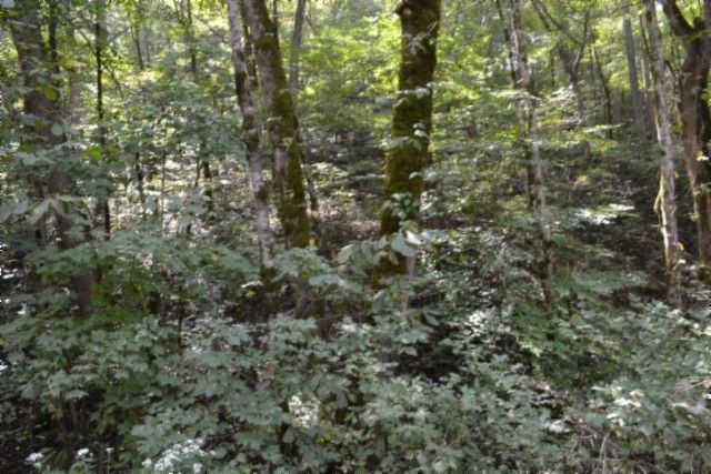 0 Campbell Hill Rd, Gainesboro, TN 38562