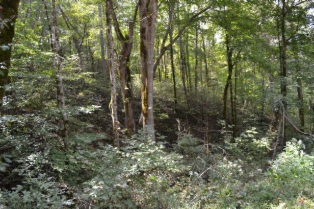 0 Campbell Hill Rd, Gainesboro, TN 38562