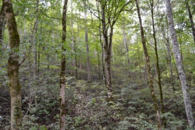 0 Campbell Hill Rd, Gainesboro, TN 38562