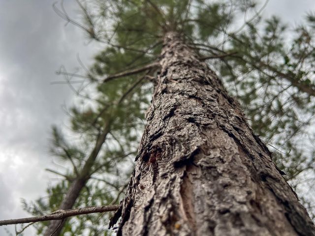 1 County Road 3038, Newton, TX 75966