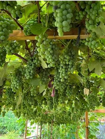 35 Hicks Avenue, Syosset, NY 11791