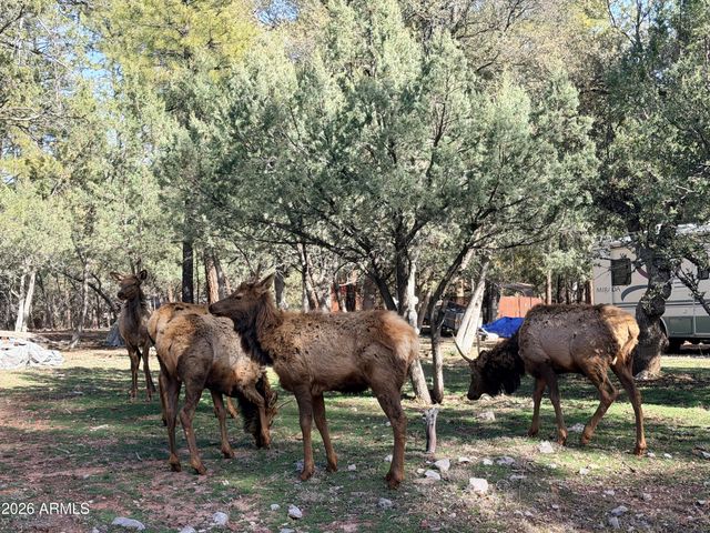 6870 W ROBBIN Lane, Pine, AZ 85544