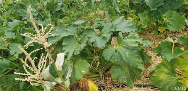 57745 Bailey, Anza, CA 92539