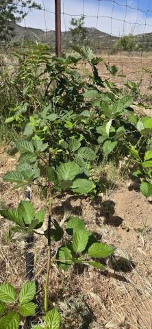 57745 Bailey, Anza, CA 92539