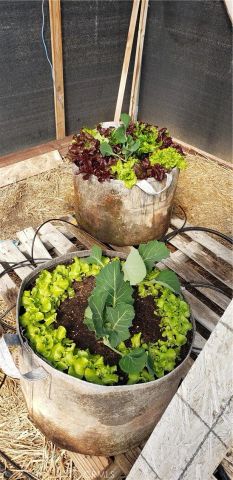 57745 Bailey, Anza, CA 92539