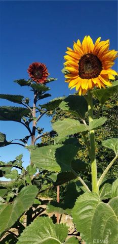 57745 Bailey, Anza, CA 92539