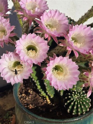 57745 Bailey, Anza, CA 92539