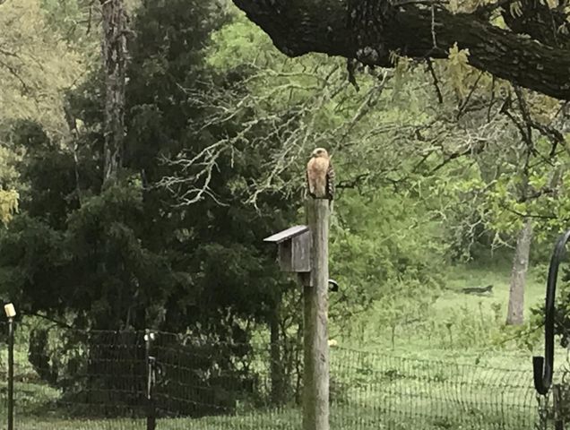 298 Jenkins. RD, Cedar Creek, TX 78612