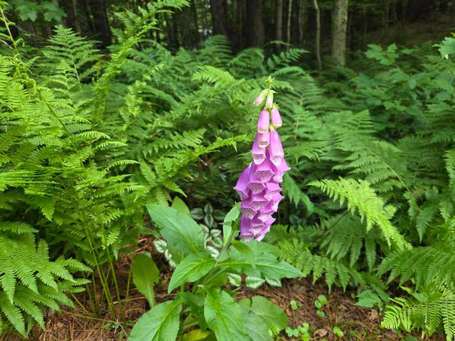 2 Tallwood Circle, Londonderry, VT 05148