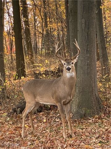 32651 Walker Road, Avon Lake, OH 44012