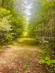 51.6 acres County Road 127, Gaylesville, AL 35984