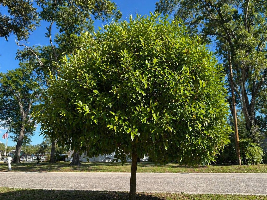 Image 45 of property listing at 8618 GRANDVIEW DRIVE, Tampa, FL 33617