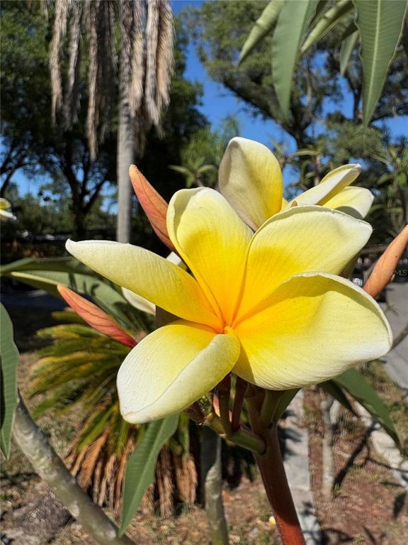 Image 49 of property listing at 8618 GRANDVIEW DRIVE, Tampa, FL 33617