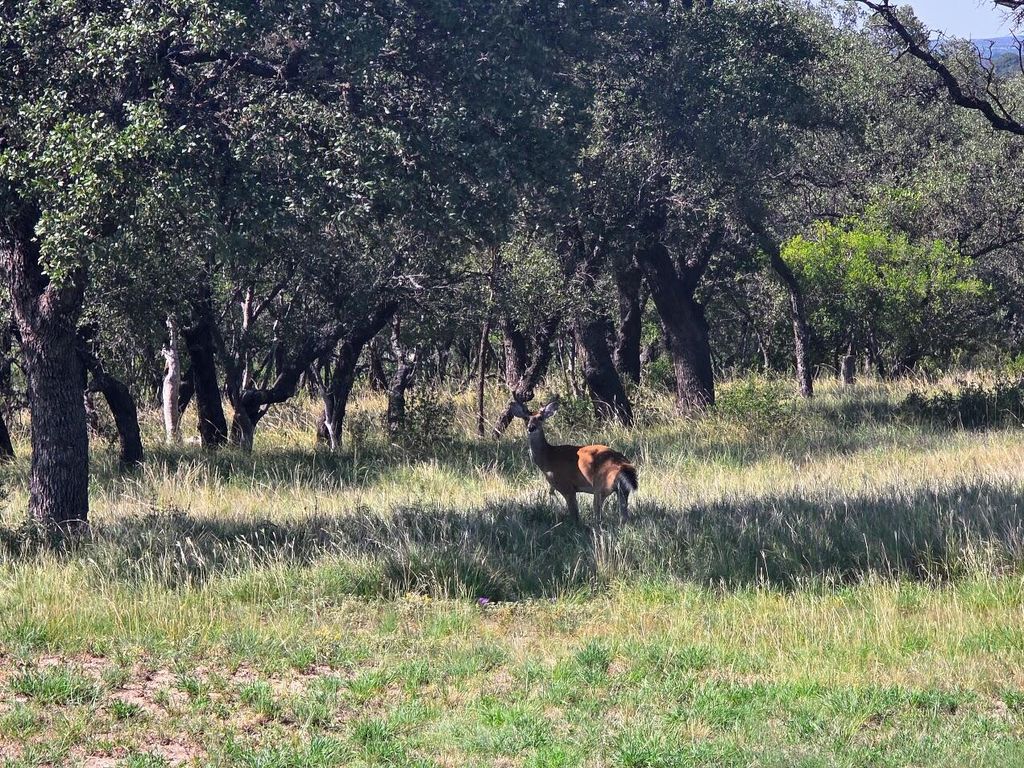 Image 10 of property listing at 6343 County Road 101, Mertzon, TX 76941