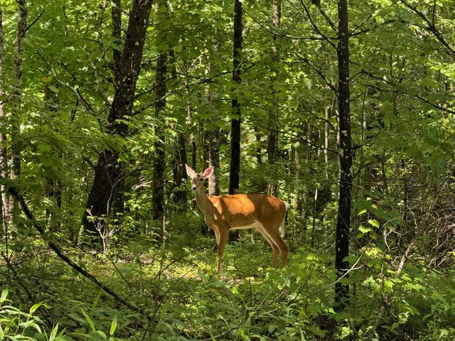 2.75AC Quail Ridge Road, Epworth, GA 30541