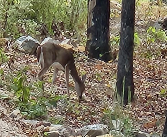 359 Immanuel Dr, Hot Springs, AR 71901