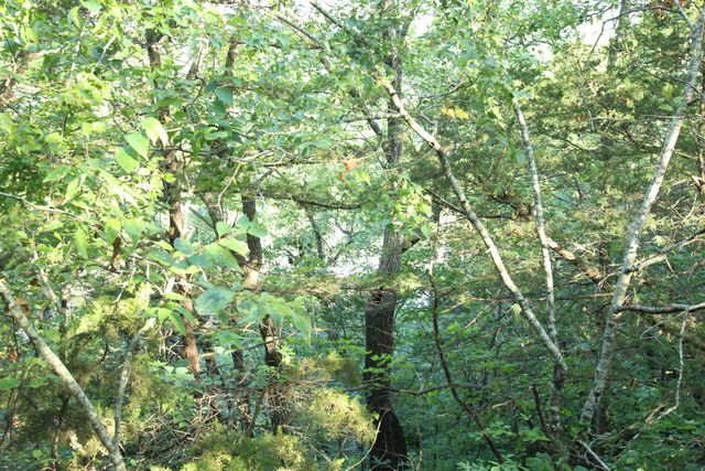 000 Iowa Colony Road, Hollister, MO 65672
