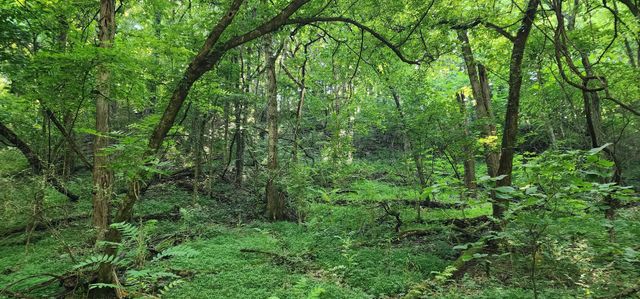 4002 Rippey Lake Rd, Mount Pleasant, TN 38474