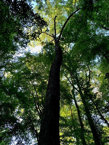 Lot 7 Highpoint Ridge Road, Ellijay, GA 30536