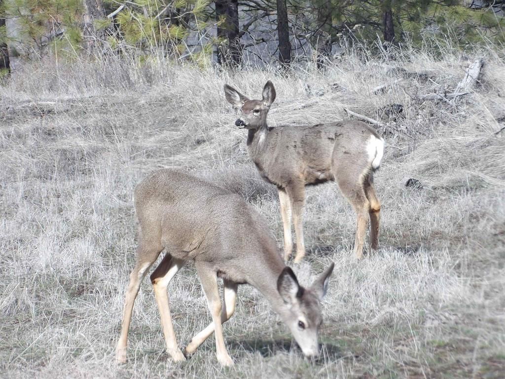 Lot 2 Pine Hen Ln, Davenport, WA 99122 photo 3