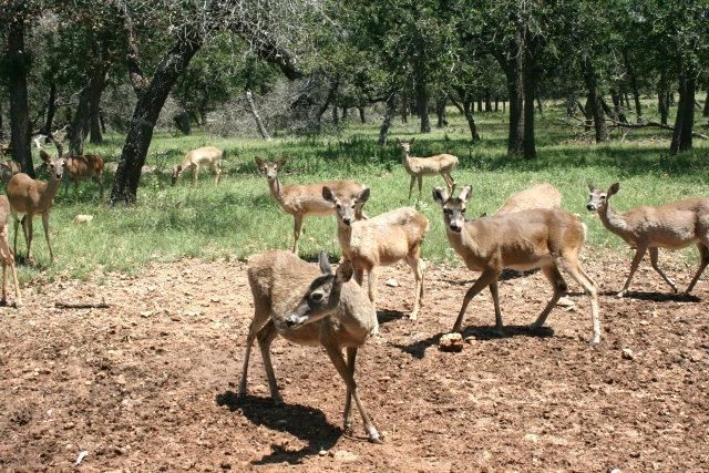 283 W Lacey Oak Pkwy, Kerrville, TX 78028