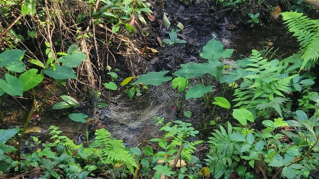 22380 POWELL ROAD, Brooksville, FL 34602