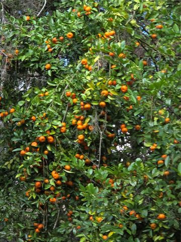 22380 POWELL ROAD, Brooksville, FL 34602