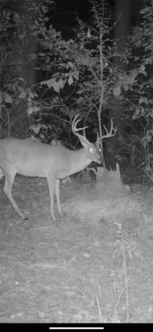 3299 CR 1579-2, Avinger, TX 75630