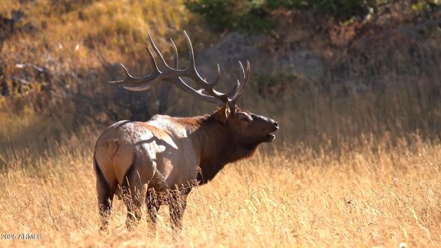 922 OLD SETTLER Trail 390, Show Low, AZ 85901