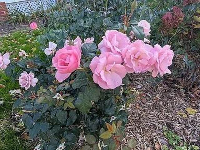 602 S Oak Street, Lake City, MN 55041