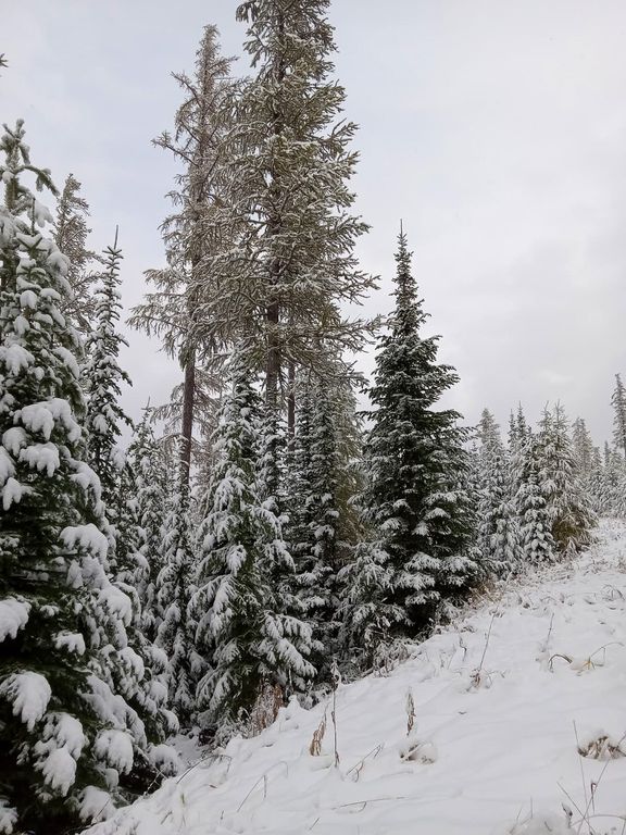 Lolo Peak Shadows, Lolo, MT 59847 photo 104