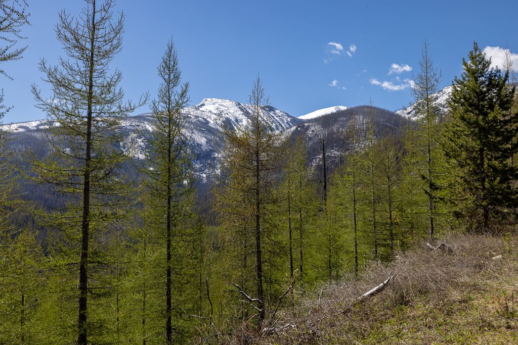 Lolo Peak Shadows, Lolo, MT 59847 photo 11
