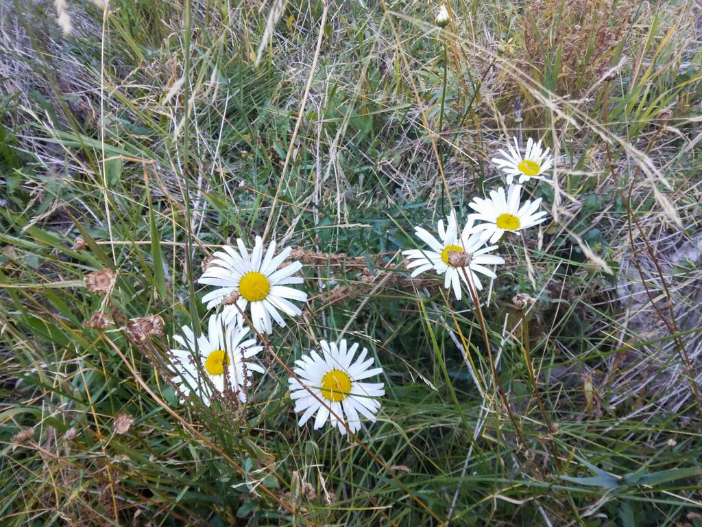 Lolo Peak Shadows, Lolo, MT 59847 photo 14