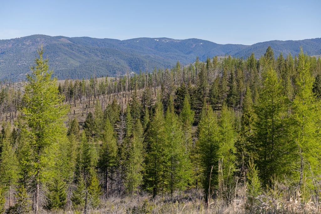 Lolo Peak Shadows, Lolo, MT 59847 photo 18