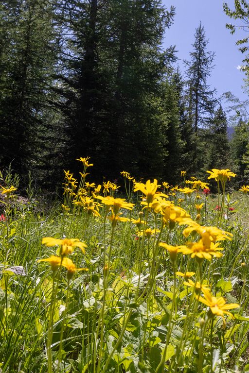 Lolo Peak Shadows, Lolo, MT 59847 photo 22