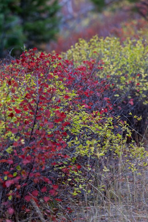 Lolo Peak Shadows, Lolo, MT 59847 photo 27