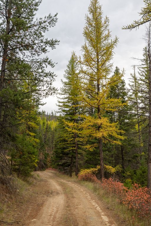 Lolo Peak Shadows, Lolo, MT 59847 photo 28