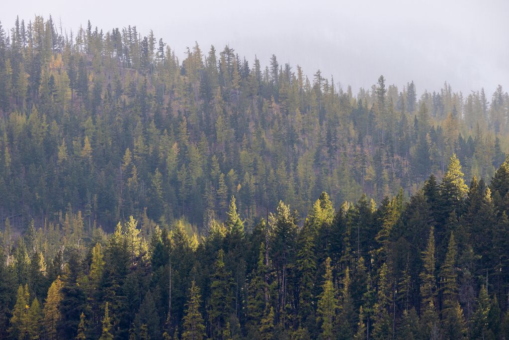 Lolo Peak Shadows, Lolo, MT 59847 photo 29