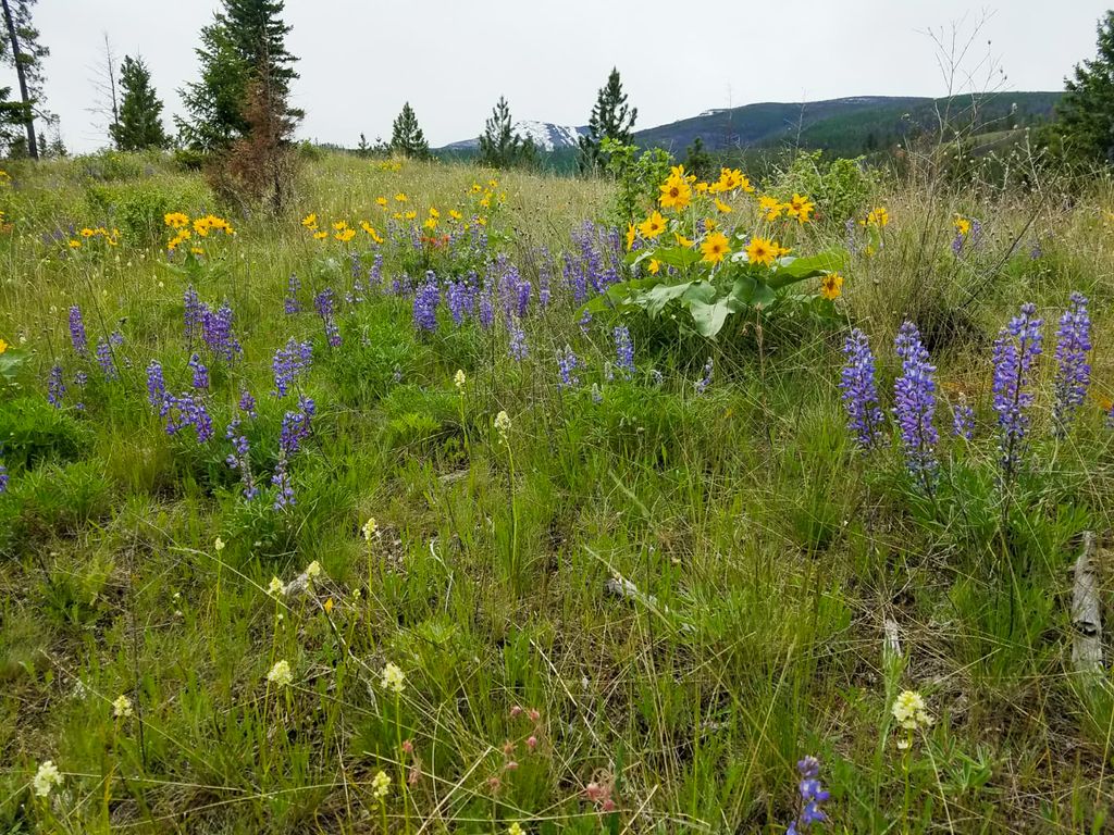Lolo Peak Shadows, Lolo, MT 59847 photo 30